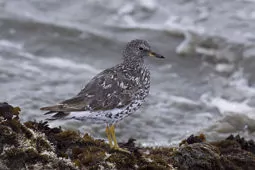 Calidris virgata