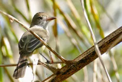 Myiarchus swainsoni
