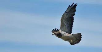 Buteo swainsoni