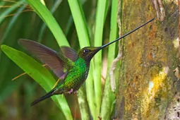 Ensifera ensifera