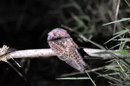 Uropsalis segmentata