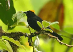 Tachyphonus delatrii
