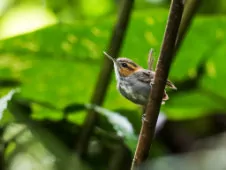 Microbates cinereiventris