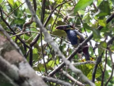 Selenidera nattereri