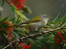 Leiothlypis peregrina