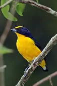 Euphonia laniirostris