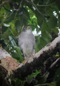 Accipiter superciliosus