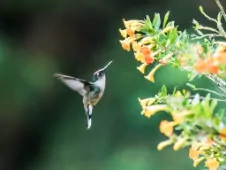Anthocephala berlepschi