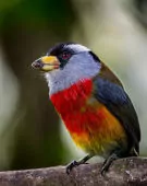 Semnornis ramphastinus