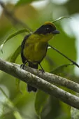 Atlapetes tricolor
