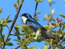 Tachycineta bicolor