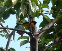 Euphonia trinitatis