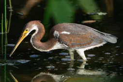 Egretta tricolor