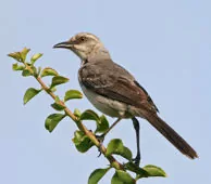 Mimus gilvus