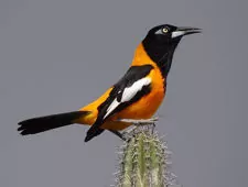 Icterus icterus/croconotus/jamacaii