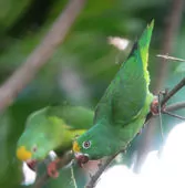 Brotogeris sanctithomae