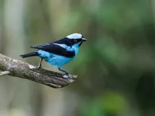 Dacnis hartlaubi