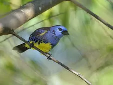 Tangara mexicana