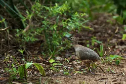 Crypturellus undulatus