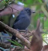 Thamnophilus unicolor