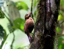 Thripadectes ignobilis