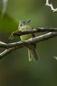 Phylloscartes poecilotis