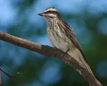 Empidonomus varius