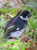 Sporophila corvina