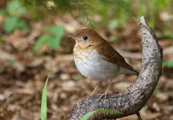 Catharus fuscescens