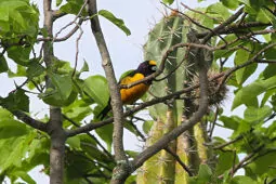 Euphonia concinna