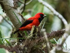 Calochaetes coccineus