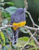 Trogon ramonianus