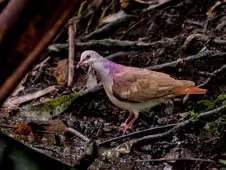 Geotrygon violacea