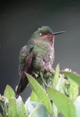 Metallura williami