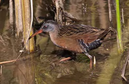 Rallus limicola