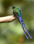 Aglaiocercus coelestis