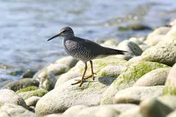 Tringa incana