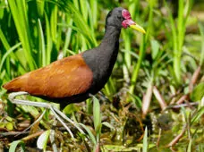 Jacana jacana