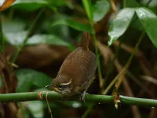 Henicorhina leucosticta