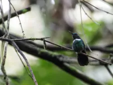 Schistes albogularis/geoffroyi