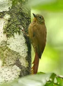 Glyphorynchus spirurus