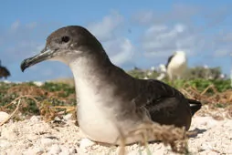 Ardenna pacifica