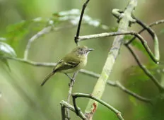 Hemitriccus zosterops