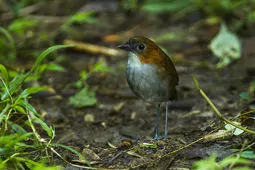Grallaria hypoleuca
