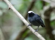 Myrmoborus leucophrys