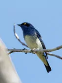Dacnis albiventris