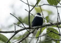 Corapipo leucorrhoa