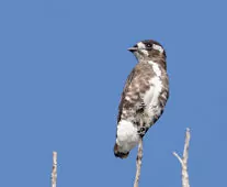 Iodopleura isabellae
