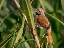 Mazaria propinqua