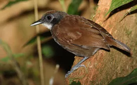 Gymnopithys leucaspis